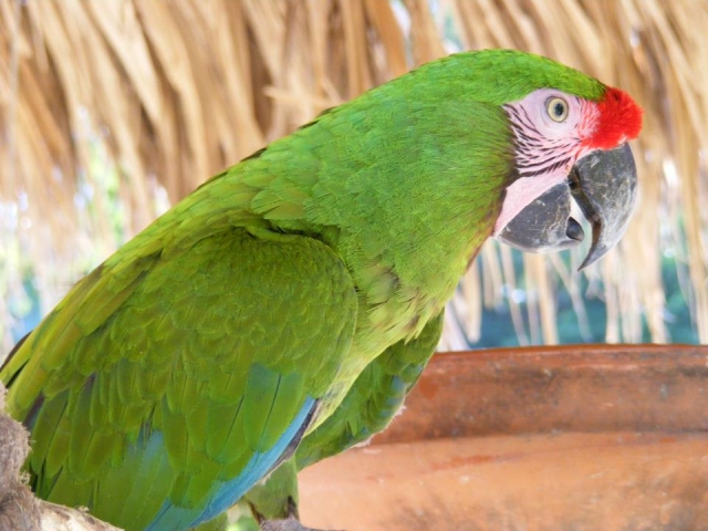 Guacamayas de la zona de aves